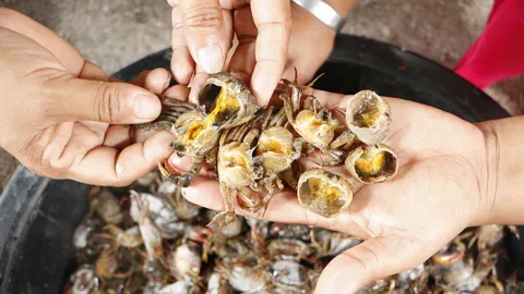 ชาวบ้านกำแพงเพชรดักปูนามาขายแม่ค้าแกะโชว์ไม่มีปลิง