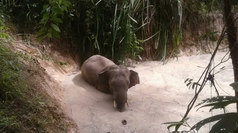 ช้างหนุ่มเขาใหญ่ เที่ยวไกล! เดินตกบ่อที่วังน้ำเขียว ช่วยขึ้นมาได้แล้ว