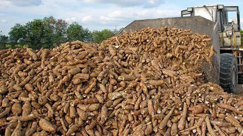 พาณิชย์ เปิดระบายมันสำปะหลัง 3.44 แสนตัน ชี้แจงทีโออาร์ 5 ก.ย.นี้ 