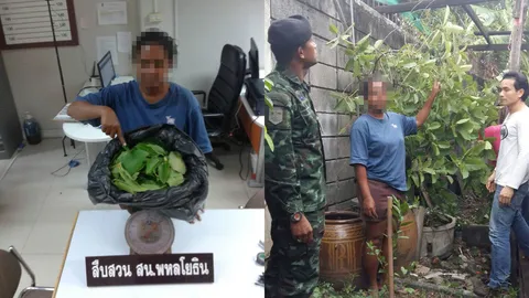 ตร.สืบพหลฯ รวบสาววัย 40 ปลูกพืชกระท่อมหลังบ้าน อ้างพ่อใช้กินเป็นยา