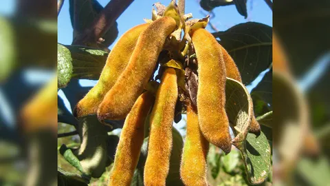 หมามุ่ย