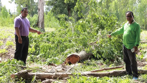 รองนายก อบต.ร้องตำรวจ หัวขโมยตัดไม้ประดู่นาอายุกว่า 30 ปี 