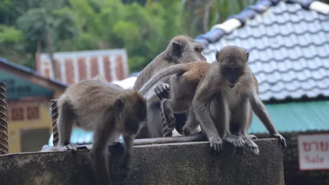  จวกวัดถ้ำเสือที่กระบี่ ปัดความรับผิดชอบ ปล่อยลิง กัด นทท.ต่างชาติ