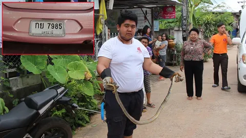 มาเร็ว เลขเด็ดงูซุกรถเก๋งสีชมพู! กู้ภัยเผยเคล็ดลับวิธีจับ ไม่ยาก