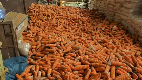 ชาวไร่ข้าวโพด จ.ตาก น้ำตาตก พ่อค้ารับซื้อต่ำกว่าทุน วอนรัฐช่วยพยุงราคา