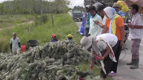 ชาวสวนสับปะรดใต้ยิ้ม ราคาพุ่งแตะ กก.ละ 20 บาท กำไรเพิ่มเท่าตัว  