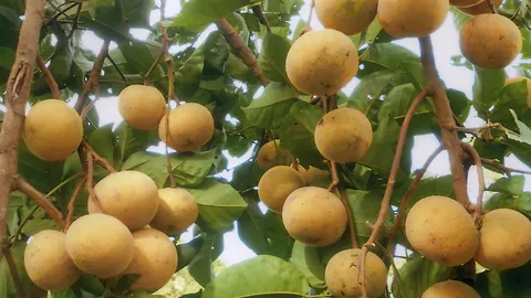 “กระท้อนผอบทอง” หวานถึงเปลือกขายก่อนใคร