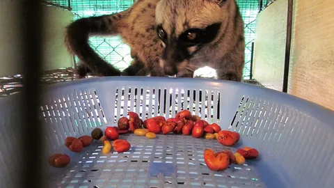 เลี้ยง"มูสัง"กินกาแฟ ขายขี้กิโลละสองหมื่น