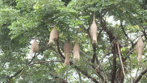 ชาวบ้านอึ้ง! พบรังนกกระจาบเพียบ หวังประดับบ้าน เจอแตนไล่ เอาไปไม่ได้