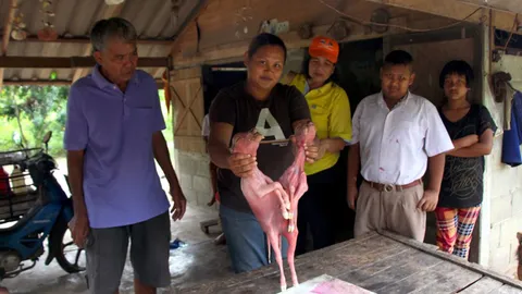 ฮือฮา! แม่วัวตกลูก 2 หัว 6 ขา 2 หาง ไม่มีเพศ เจ้าของเชื่อนำโชคลาภมาให้