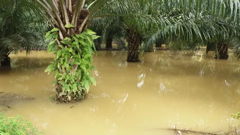 พังงา ประกาศ เขตช่วยเหลือผู้ประสบภัยพิบัติน้ำท่วม