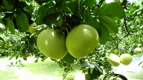 ห้างดังจับมือรัฐ, เอกชน จัดงาน "วันส้มโอ" นฐ.