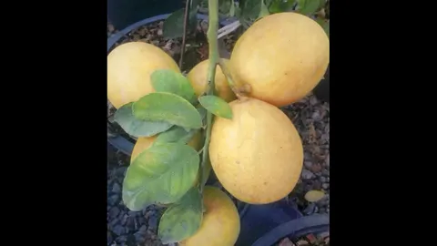 “มะนาวจัมโบ้สีทอง” กินขายคุ้ม