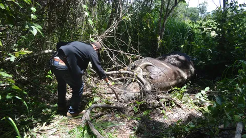ไล่ยิงกระทิงหนัก 1.5 ตัน กระสุน 2 นัดเข้าสะบัก นอนตายในอุทยานฯตาพระยา