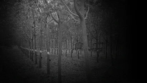 รวบนักพนันวงไฮโลในสวนยางพัทลุง 2 วง ผู้ต้องหาชายหญิงรวม 23 ราย