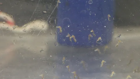 ศูนย์วิจัยประมงฯ เร่งเพาะพันธุ์ม้าน้ำ ตั้งเป้าคืนธรรมชาติปีละแสนตัว