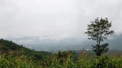 แฉปลูกป่าสงวนทำไร่มัน, อ้อย, ข้าว