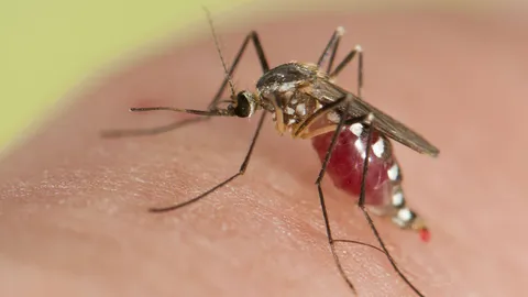 สธ. เผย ไม่พบผู้ป่วยซิกาเพิ่มในกทม. ยังเฝ้าระวัง 4 จว.-คนท้อง 25 ราย