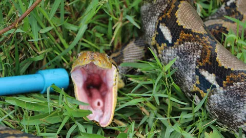 งูกลัวห่าน ไม่จริง! พี่เหลือมบางปะกงเขมือบตัวแม่ นอนแช่น้ำสบายใจ  