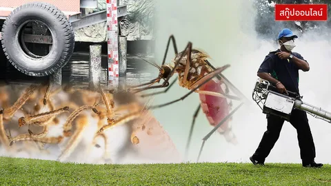 ตื่นซิกา! เจาะ 'วงจรยุงลาย' สารถี 3 โรคร้าย ถึงเวลาคนไทยต้องระวัง?