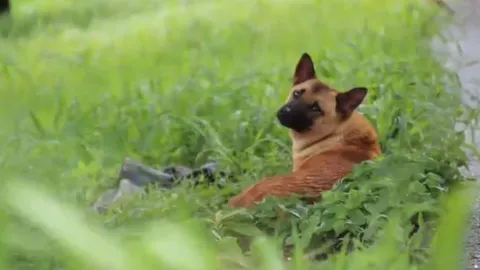 แห่อ้างเป็นเจ้าของ‘ไอ้หลง สุนัขรอนาย’เรียกลักกี้-พอลล่า สุดท้ายหมาหนี