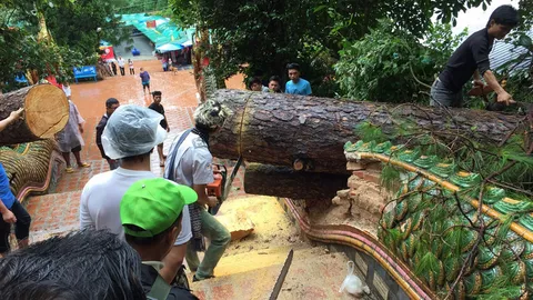 ยัน ไม่ใช่อาถรรพณ์ ต้นไม้ล้มทับบันไดพญานาค วัดดอยสุเทพฯ เสียหาย  