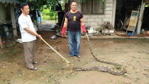 ไอ้เหลือม 3 เมตร หนีน้ำท่วม เลื้อยเขมือบไก่ชน ทำเอาชาวลำพูนผวา