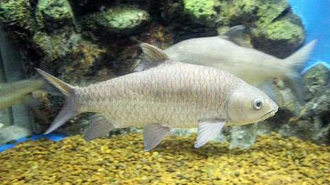 ปลาพลวงชมพู เลี้ยงได้...กิโลละ 2 พัน