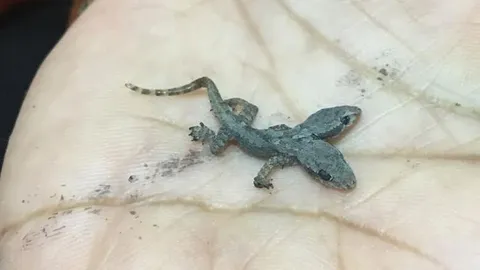 จิ้งจก 2 หัวให้โชค! ถูกหวย 15 งวดติด เผยเลขเด็ด 742, 772