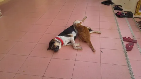 4 กับ 4 รวมกันเป็น 8 คอหวยบอกใบ้! หมาวัดใจดีเลี้ยงลูกแมวกำพร้า