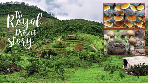 ดี...อร่อย...ปราศจากสารเคมี ผลผลิตจากความภูมิใจเกษตรกรชาวเขา