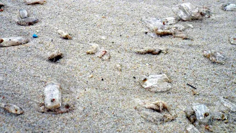 พบสัตว์ทะเลคล้ายแมงกะพรุนนับพันตัว ถูกคลื่นซัดเกลื่อนหาดบางเทา