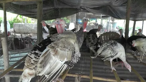 ครูเพชรบูรณ์ เลี้ยงไก่งวงเสริมรายได้ รับทรัพย์เดือนละกว่า 2 หมื่น