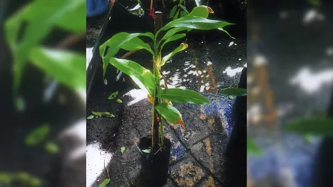 “กระวาน” กับสรรพคุณน่ารู้