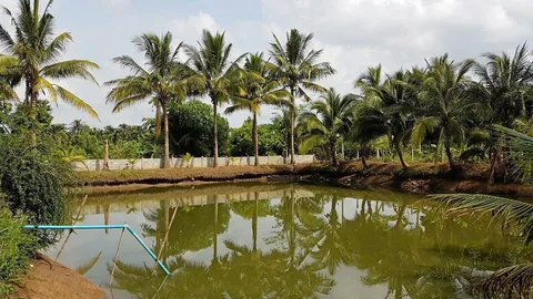 น้ำแร่ผลไม้หวาน ของฝากจากสึนามิ