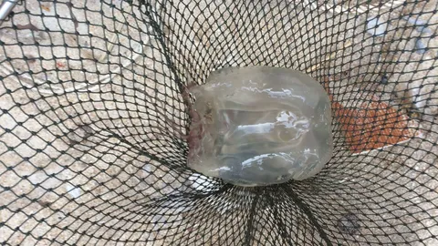 หนูน้อยวัย 2 ขวบ ถูกแมงกะพรุนกล่องกัด ช็อกหมดสติ ขณะเล่นน้ำเกาะสมุย