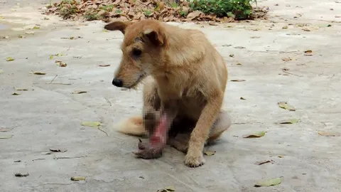 'เจ้าหลง2' สุนัขพันทาง เจ้าของปล่อยทิ้งวัด โดนรถเหยียบขาขาด