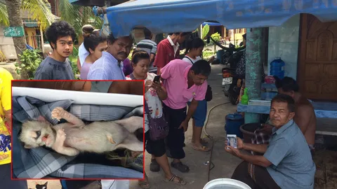 งดขอหวย! ลูกแมวประหลาด 1 ตา จมูกคล้ายงวง ลิ้นเป็นท่อ เกิดปุ๊บตายปั๊บ