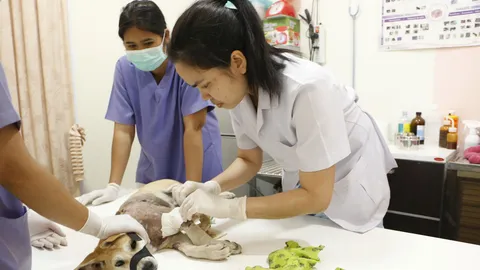 นายใหม่ใจดี! เจ้าของ ร.ร.เอกชนกำแพงเพชร รับไม้ต่อดูแลน้องหมาถูกฟัน