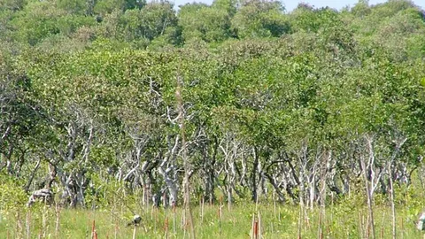 สวนป่าไม้โตเร็ว 5 ชนิด ต้นทุนต่ำ 3 ปี..ขายได้