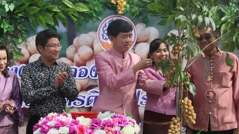 ของดีเมืองอุตรดิตถ์! ลางสาด-ลองกองลับแล คนชอบผลไม้ไม่ควรพลาด