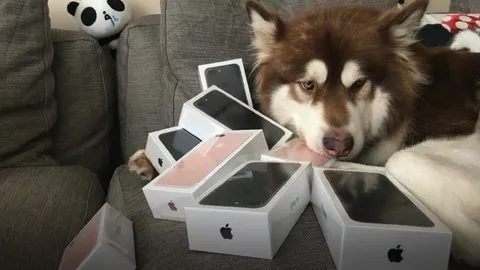 รวยได้อีก! ลูกเศรษฐีจีนซื้อ iPhone 7 ให้เจ้าตูบ 8 เครื่อง 