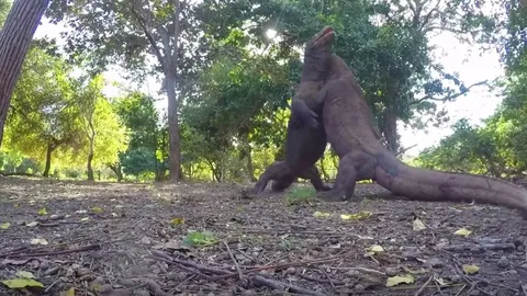 หาดูได้ยาก! 'มังกรโคโมโด' เปิดศึกสังเวียนสู้กันดุเดือด ที่อินโดนีเซีย (ชมคลิป)