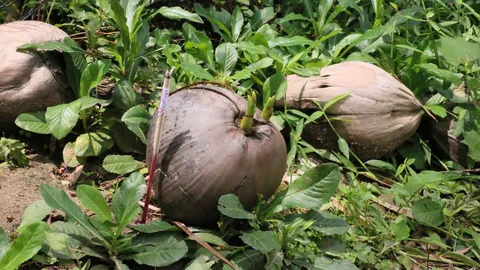 งวดนี้มีเบิ้ล! แห่ไหว้มะพร้าว 2 หน่อ 2 จาว ให้โชคเจ้าของ 4 งวดติด