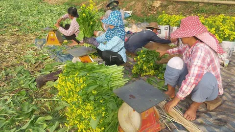 เทศกาลกินเจ! พ่อค้าแห่กว้านซื้อ 'ผักสด' ทุกไร่ใน อ.พบพระ แถมให้ราคาดี