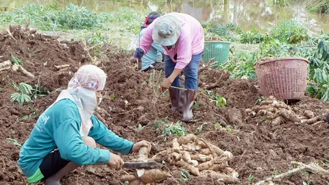 พาณิชย์ จ่อชง ครม. ไฟเขียวงบ 1.2 พันล. พักหนี้ชาวไร่มัน 5 แสนราย