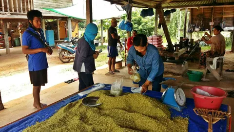 สุดทึ่ง! ภูมิปัญญาชาวบ้านนครพนม ทำข้าวเม่าขาย โกยเงินเดือนละล้าน