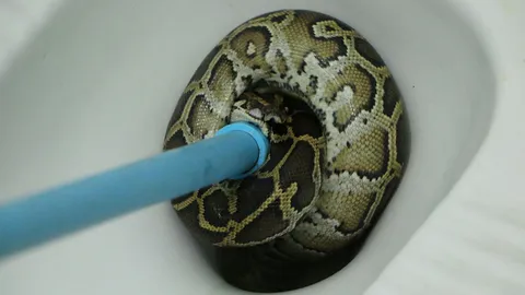 สาวแทบช็อก! กำลังจะฉี่ เหลือบเจองูเหลือม 1 เมตร ขดในคอห่าน 