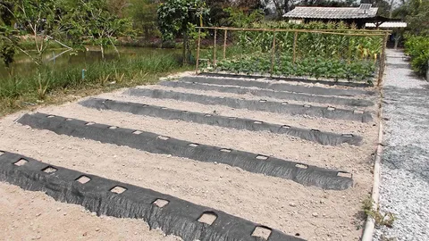 ปลูกผักหมุนเวียนแบบเกื้อหนุน เตรียมดินครั้งเดียวปลูกได้ทั้งปี