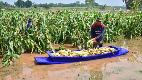 ฝนถล่ม พิจิตร 3 อำเภอ ท่วมนา ไร่ข้าวโพด เกือบ 2 พันไร่